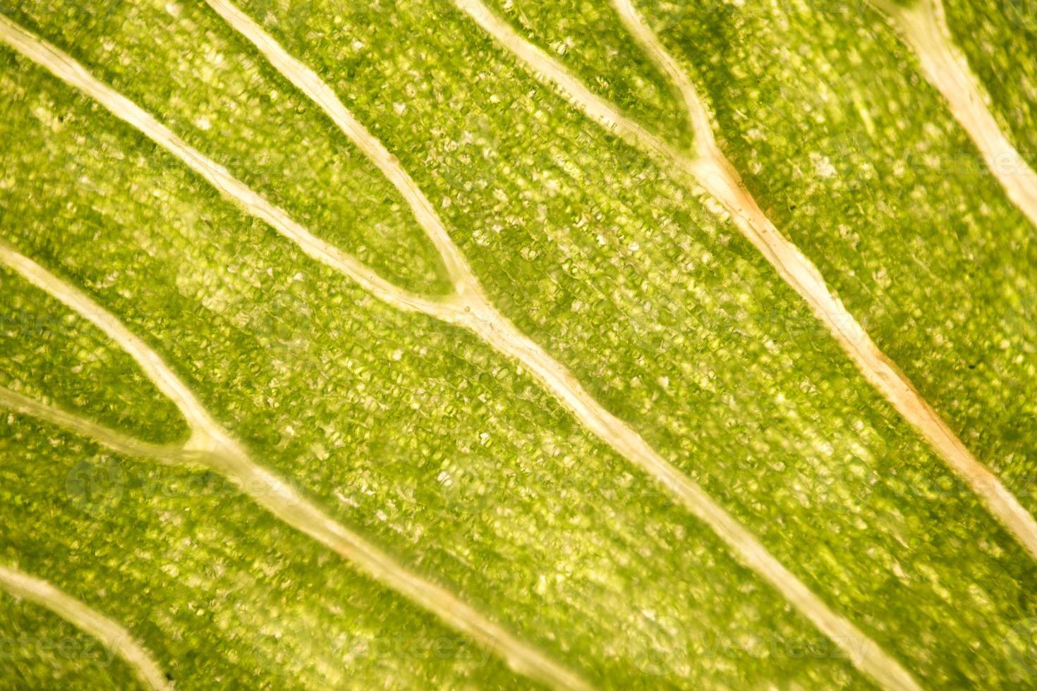 Leaf cells under microscope. micrograph, leaf under a microscope, organ-producing oxygen and carbon dioxide, the process of photosynthesis photo