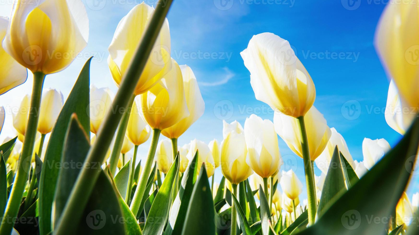 Yellow tulips on a background of blue sky photo