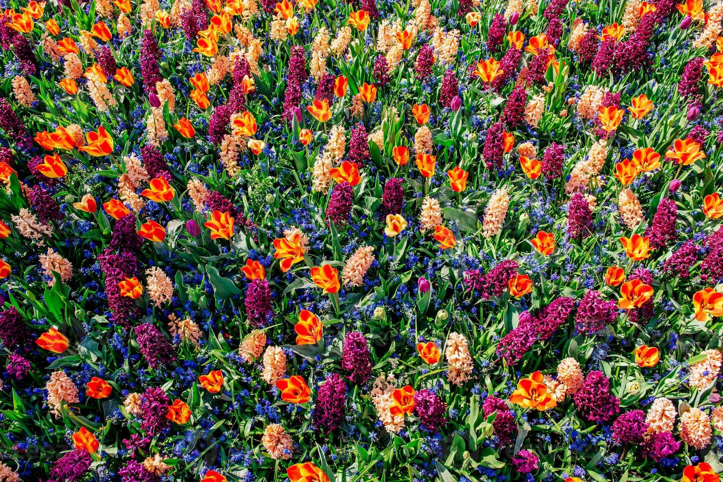 beautiful multicolored hyacinths. Holland. Keukenhof Flower Park. photo