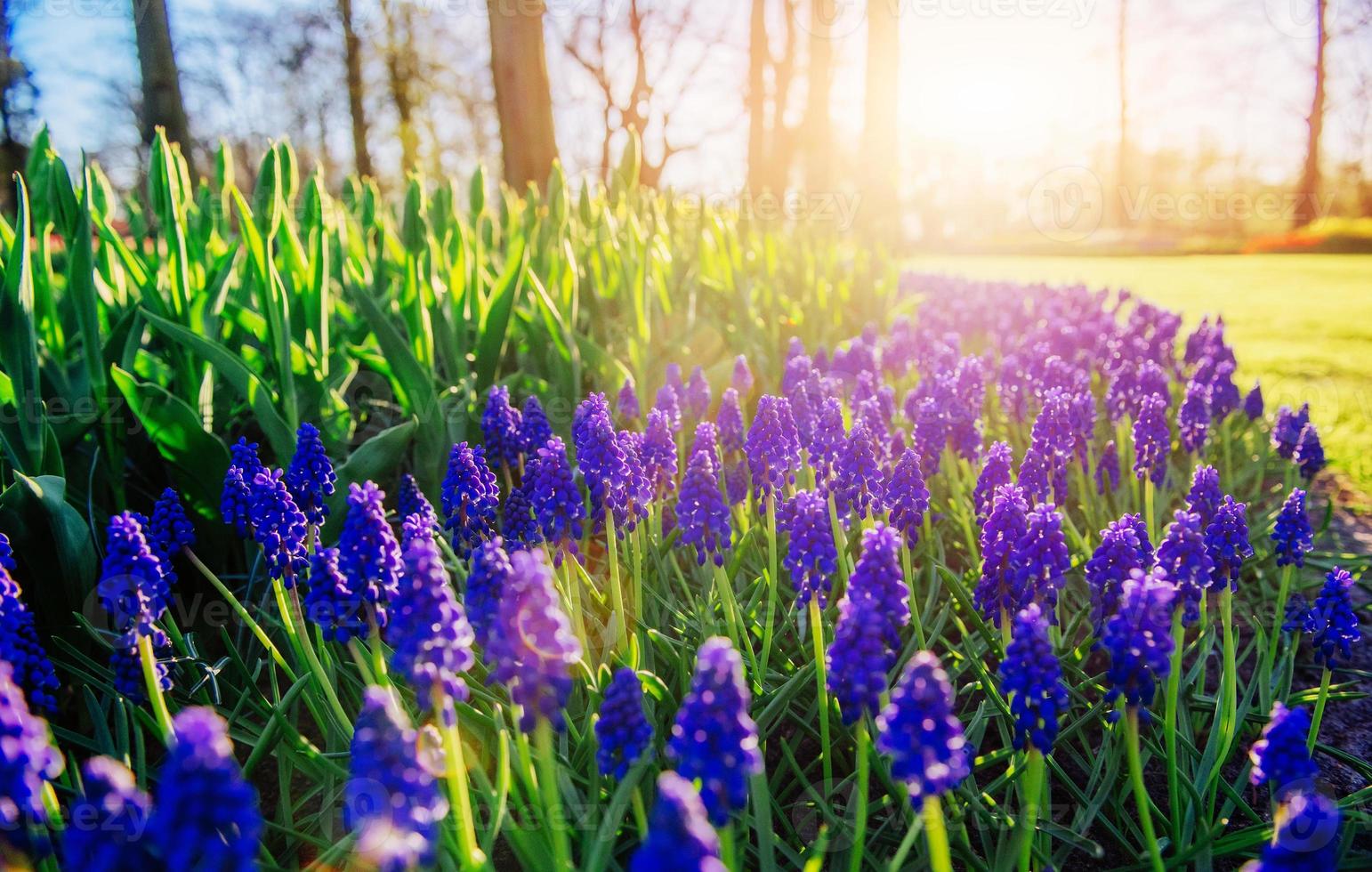 Muscari Hyac nthus blue flowers with green leaves closeup growing in the garden. photo