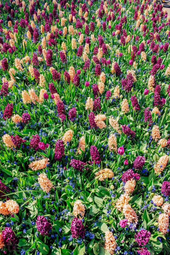 hermosos jacintos multicolores. Holanda. parque de flores keukenhof. foto