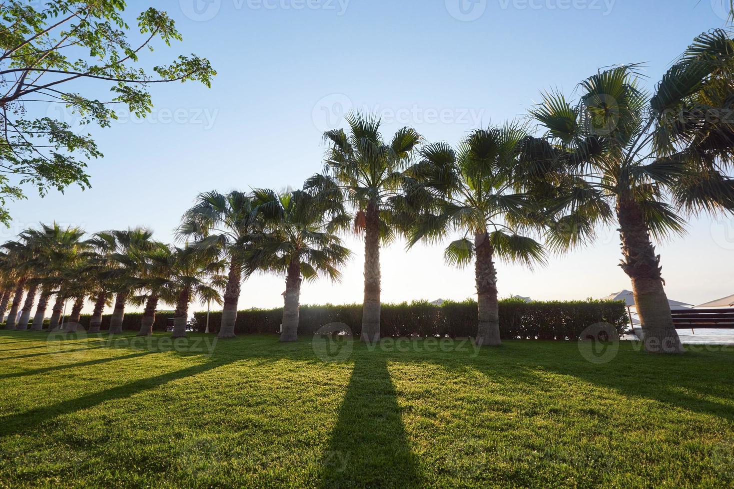 Green palm park and their shadows on the grass. photo