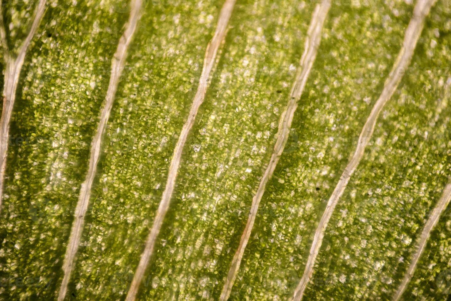 Leaf cells under microscope. micrograph, leaf under a microscope, organ-producing oxygen and carbon dioxide, the process of photosynthesis photo