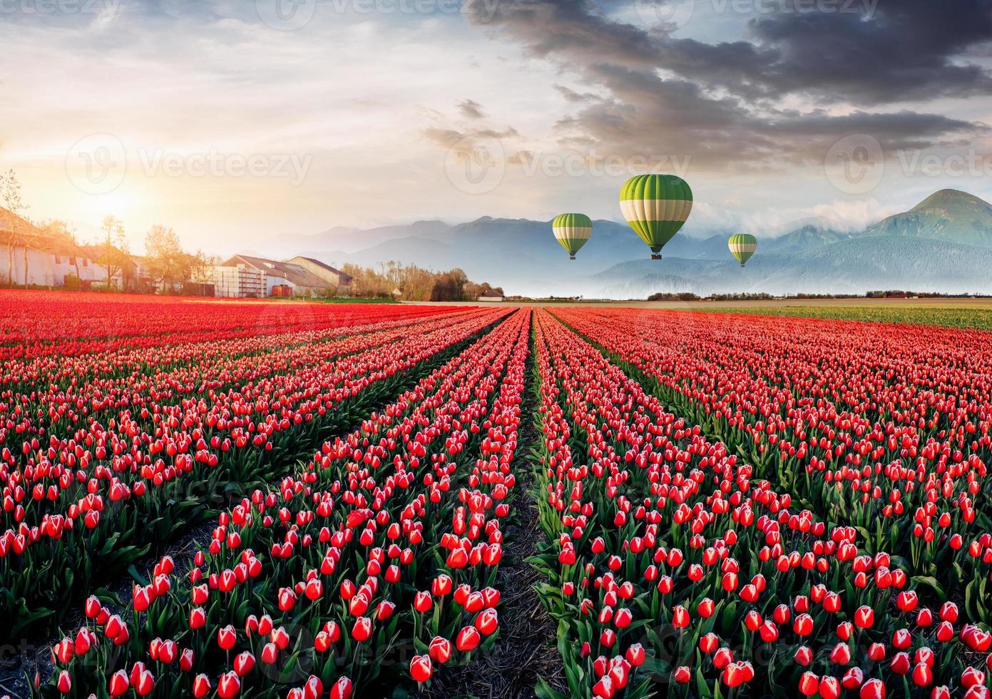 Beautiful field of red tulips in Holland. Balloons in the background. Fantastic spring event photo
