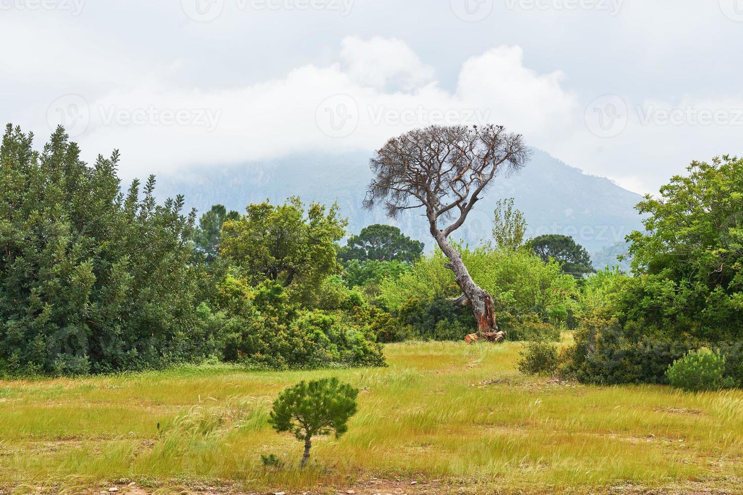 Beautiful landscape with trees on the lawn on a background of mountains photo