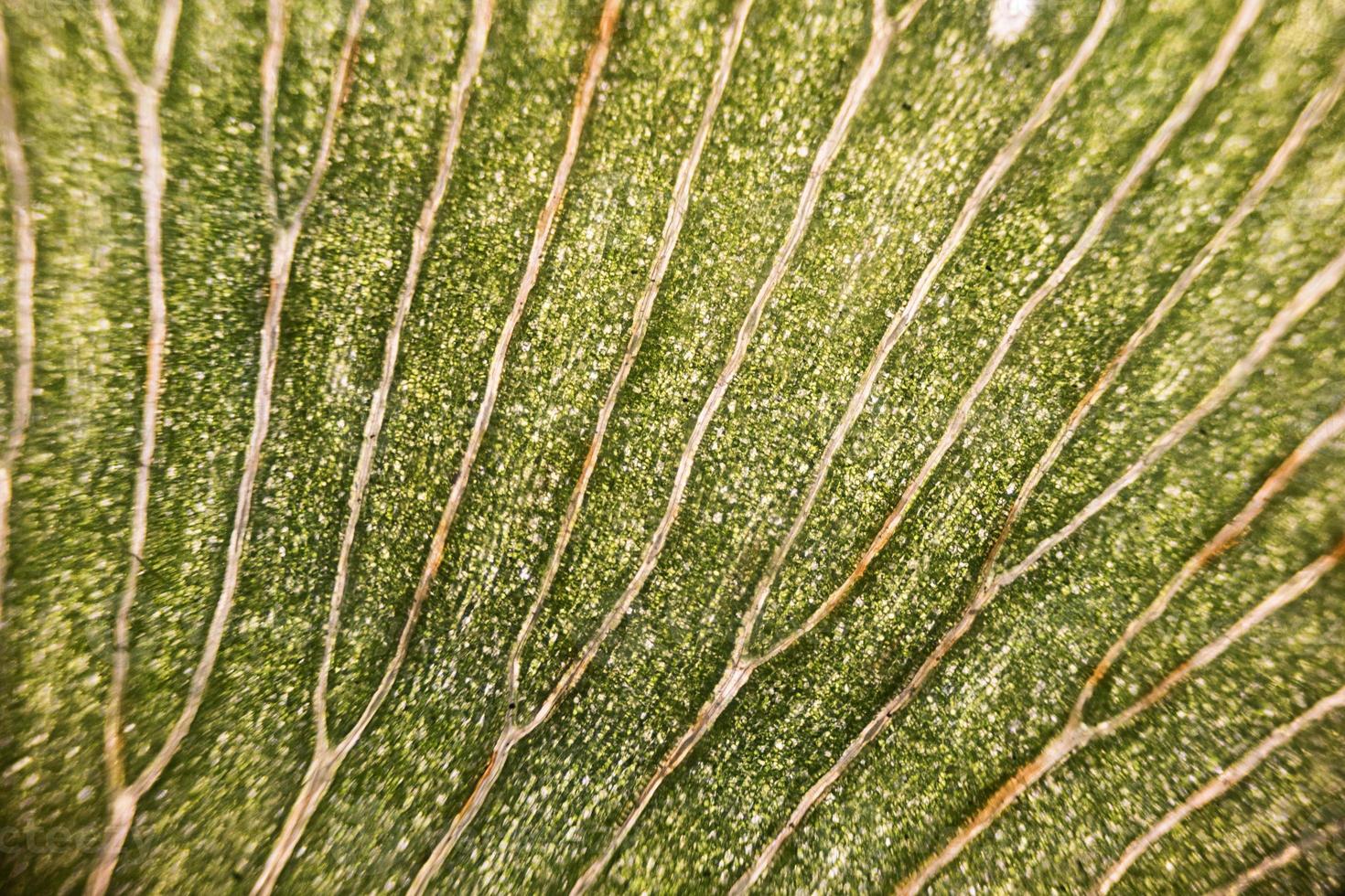 Leaf cells under microscope. micrograph, leaf under a microscope, organ-producing oxygen and carbon dioxide, the process of photosynthesis photo