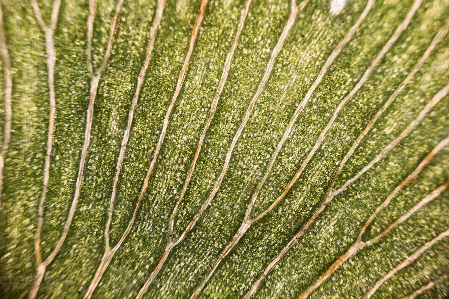 Leaf cells under microscope. micrograph, leaf under a microscope, organ-producing oxygen and carbon dioxide, the process of photosynthesis photo