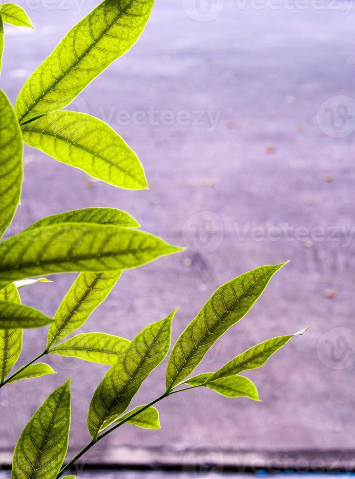 Green leaves of mahogany beside the concrete footpath photo