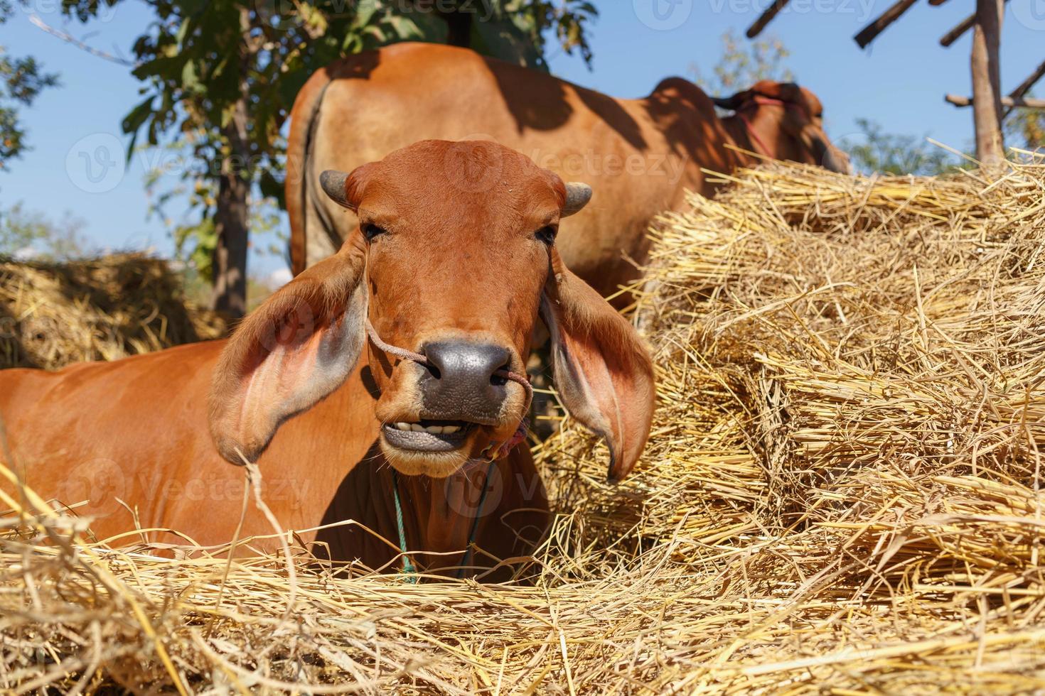 brown cow on the farm photo