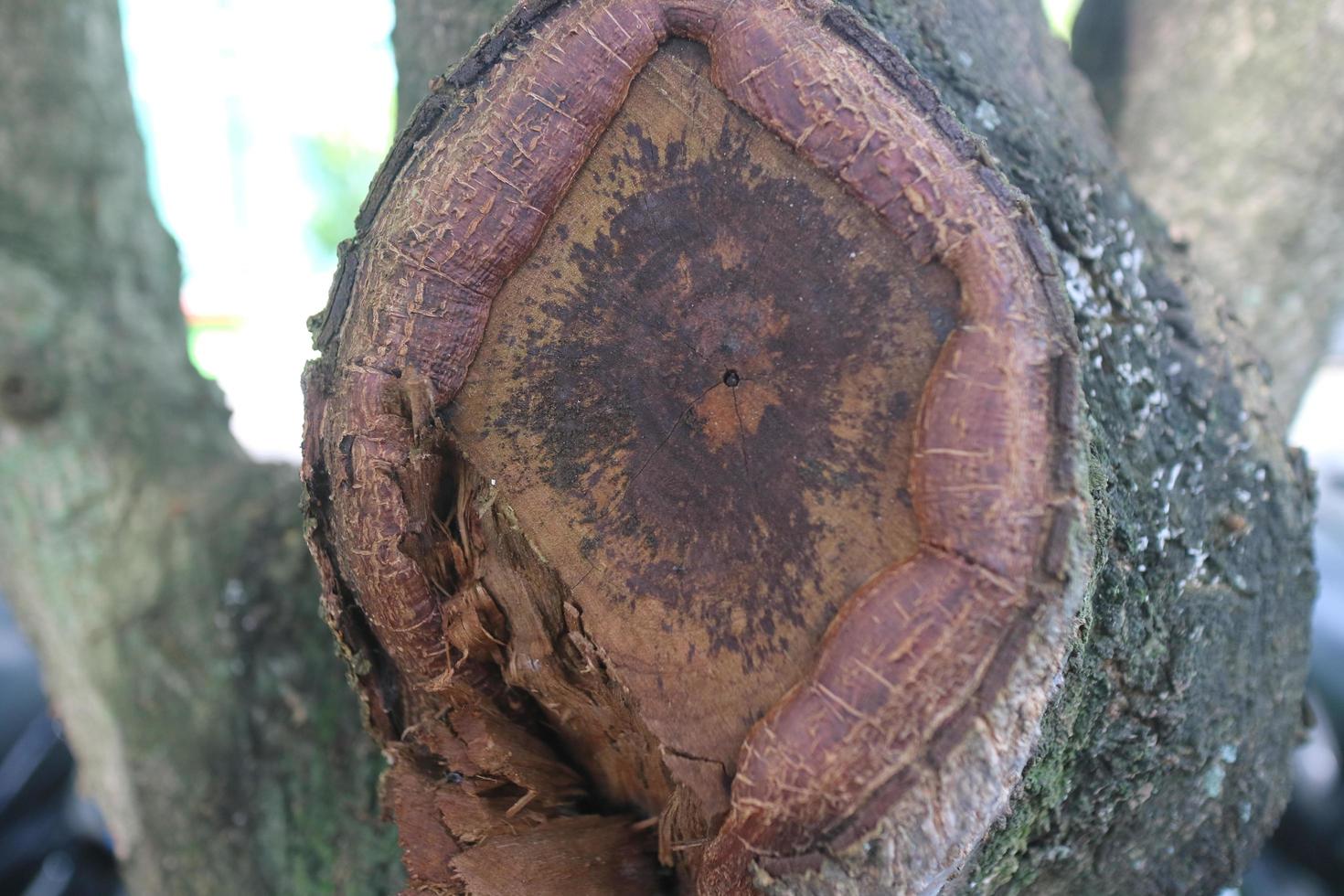 The former ketapang tree trunk photo