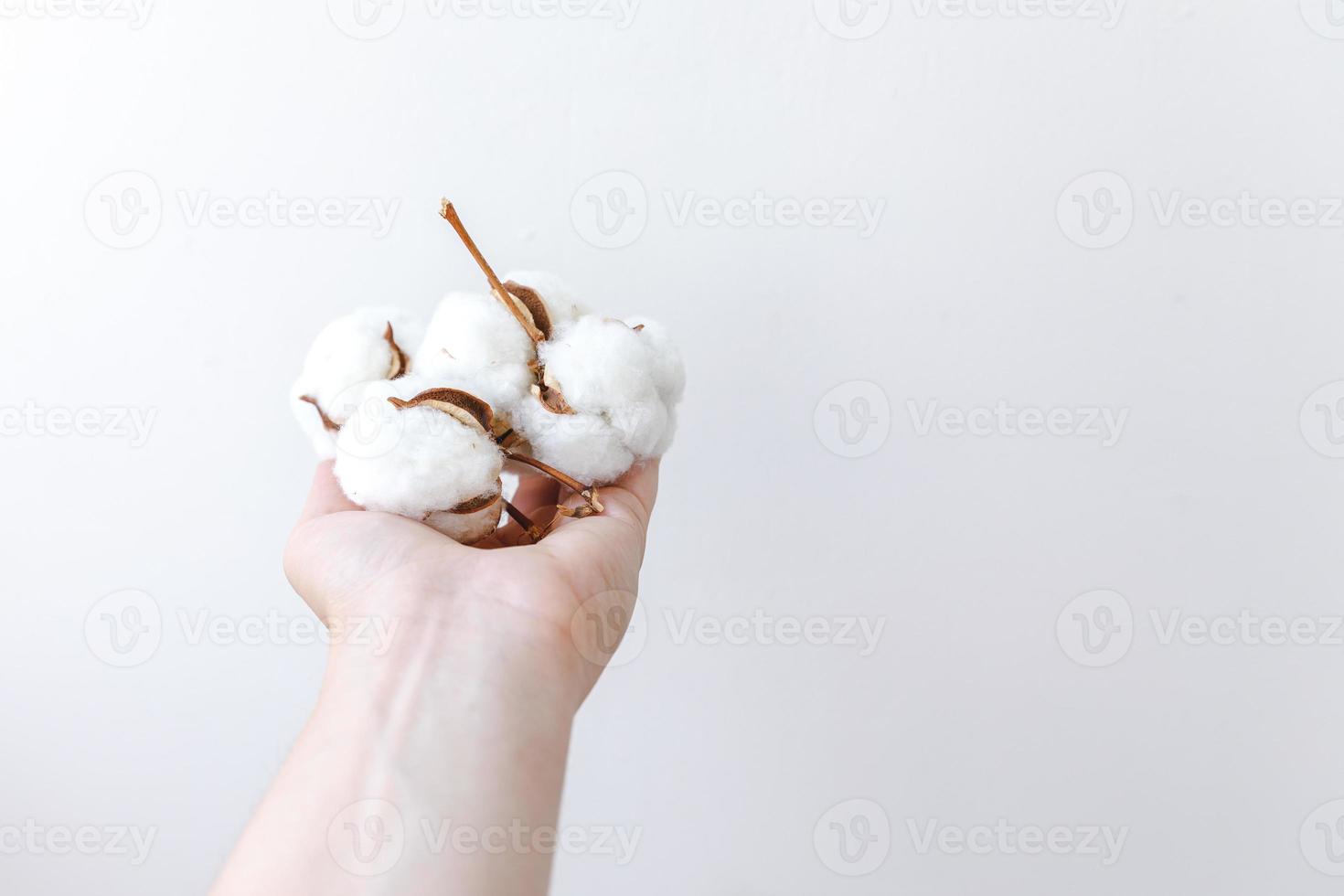 Woman hand holding dried white cotton flower isolated on white background. Fabric cloth softness natural organic farm allergy concept. photo