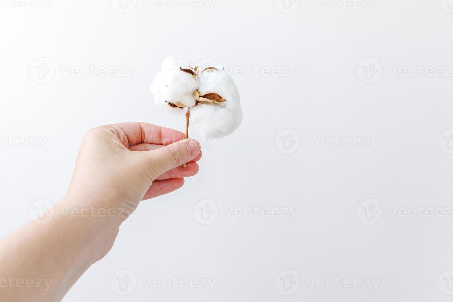 Woman hand holding dried white cotton flower isolated on white background. Fabric cloth softness natural organic farm allergy concept. photo