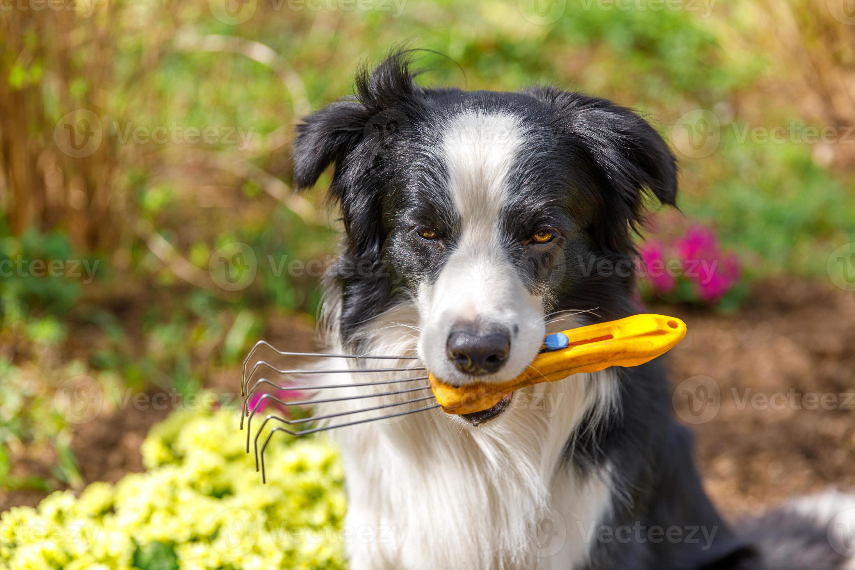 Outdoor portrait dog border collie holding garden rake in mouth on