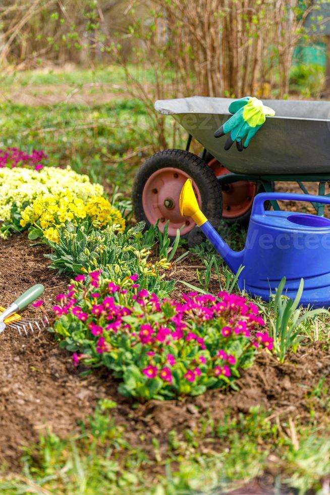 macizo de flores y equipo de jardinero carretilla carrito de jardín regadera rastrillo de jardín en el jardín el día de verano. herramientas de trabajadores agrícolas listas para plantar plántulas o flores. concepto de jardinería y agricultura foto