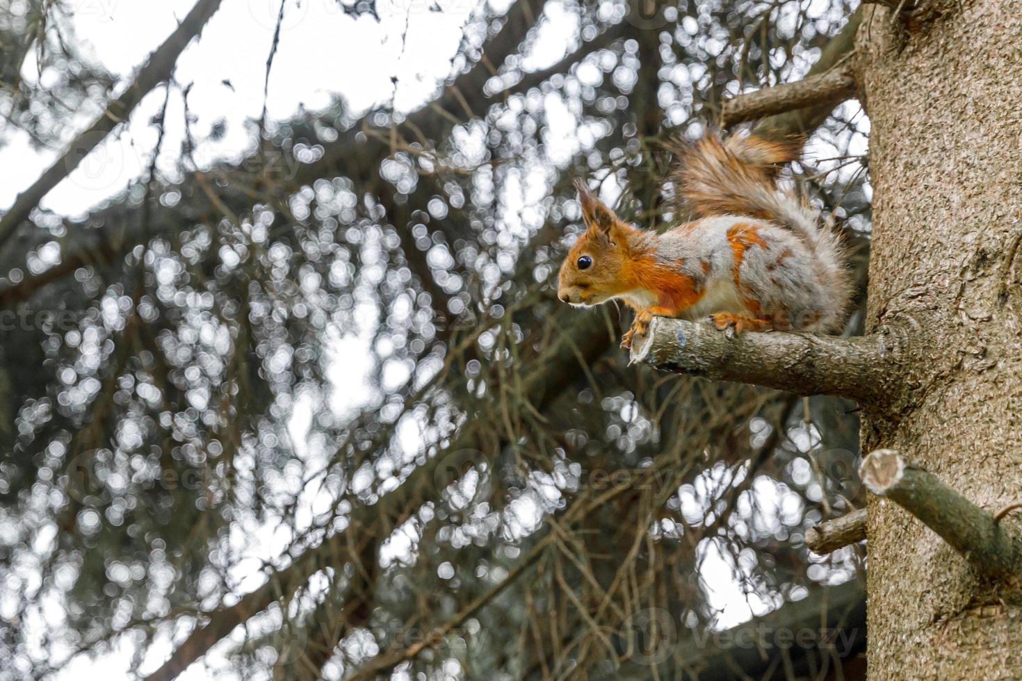 Outdoor portrait of cute curious red gray squirrel sitting on tree branch in forest background. Little Outdoor portrait of cute curious red gray squirrel sitting on tree branch in forest background. Little