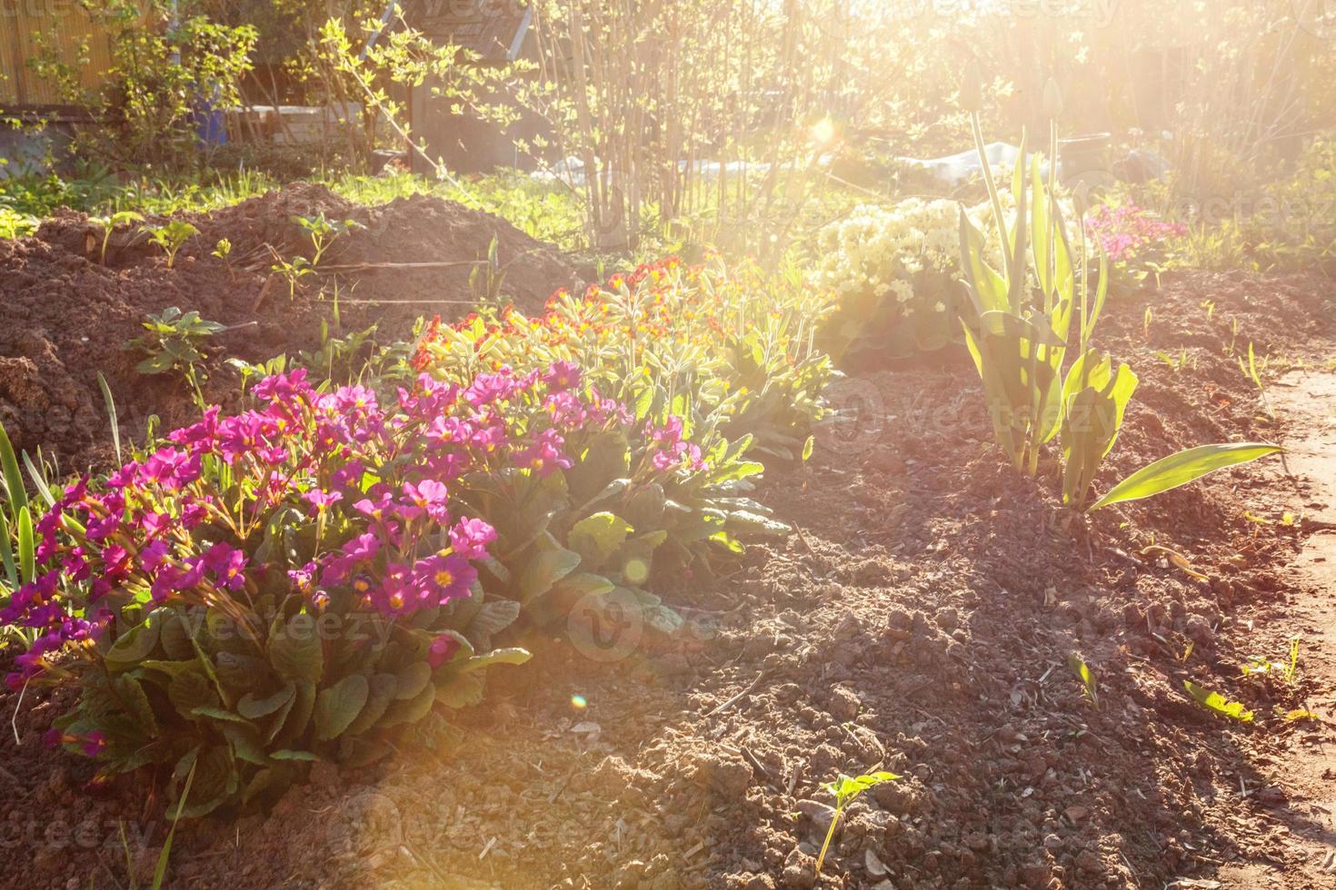 Primrose Primula blooming on flower bed. Inspirational natural floral spring or summer garden or park under soft sunlight and blurred bokeh background. Ecology nature spring landscape. photo