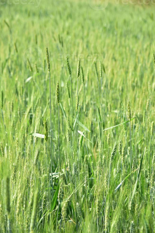 trigo verde en el campo de la granja orgánica foto