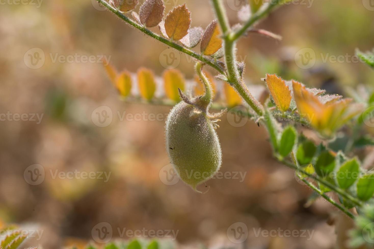 vaina de garbanzos con plantas jóvenes verdes en el campo agrícola, primer plano. foto