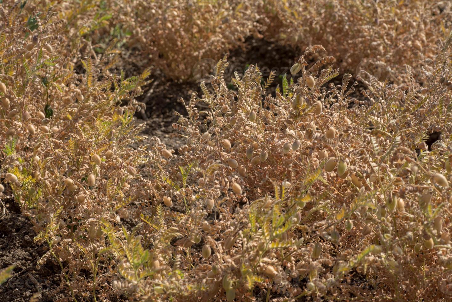 vaina de garbanzos con plantas jóvenes verdes en el campo agrícola, primer plano. foto