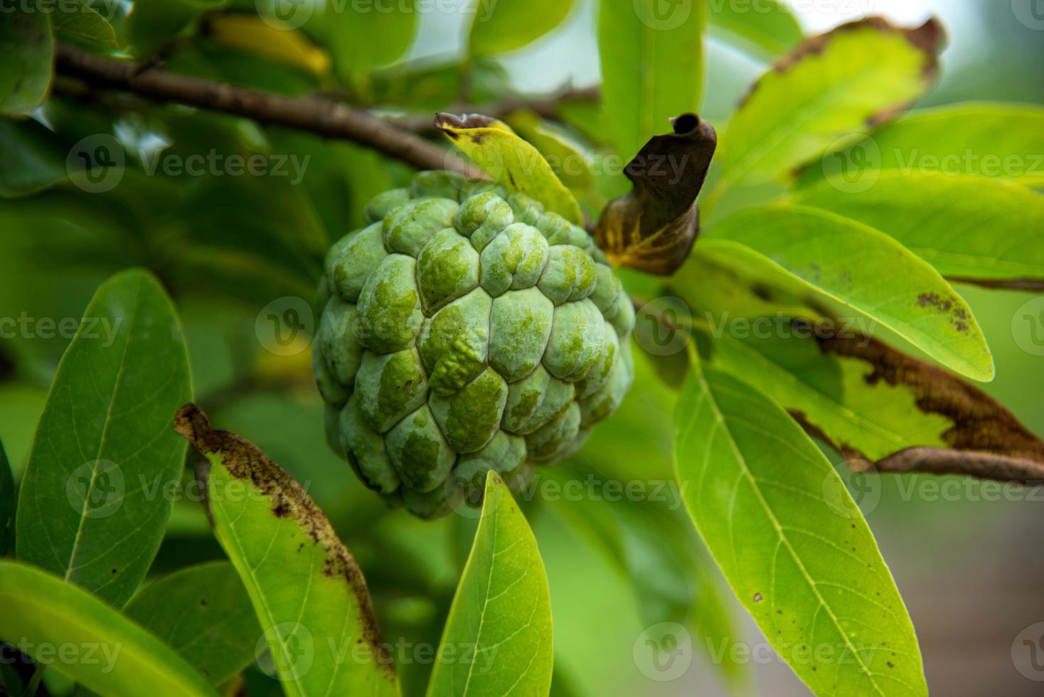 Custard apples or Sugar apples or Annona squamosa Linn. growing on a tree. photo