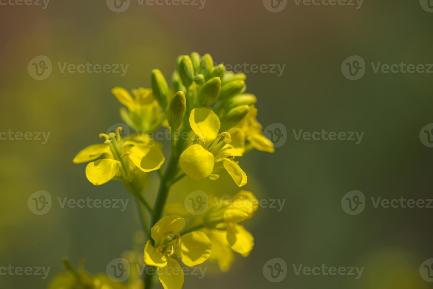 Mustard flowers blooming on plant at farm field with pods. close up. photo