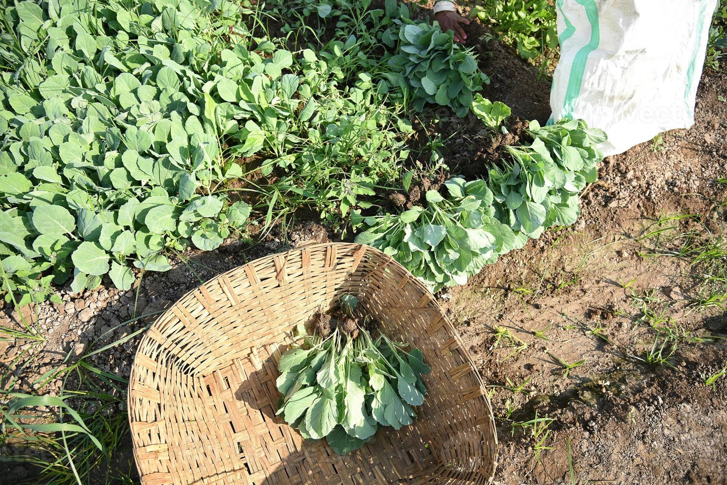 campo o granja de repollo, coles verdes en el campo de la agricultura foto