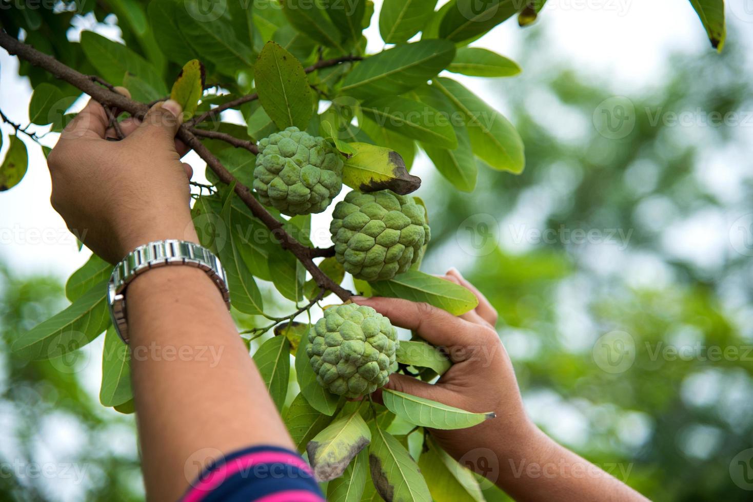 Young girl examine or observing at field of Custard apples or Sugar apples growing on a tree. photo