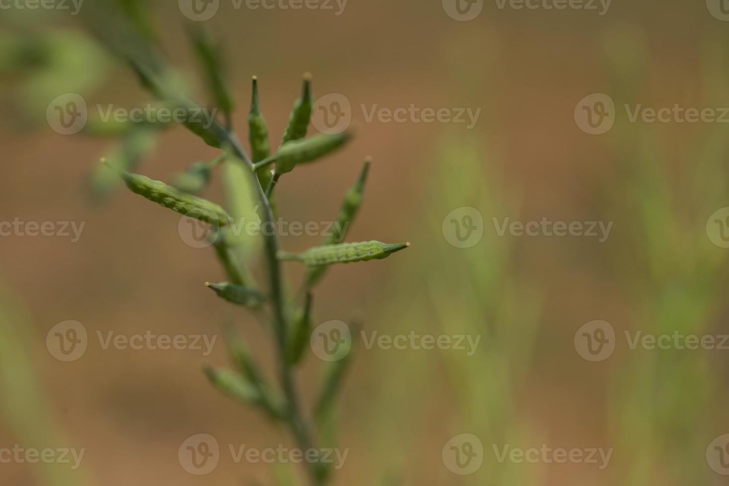 Green mustard pods growing at agriculture farm field. photo