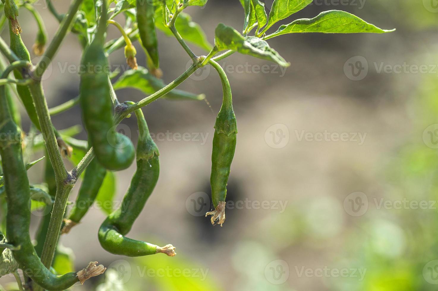 Green organic chili pepper on young plant at farm field, Harvest concept. photo