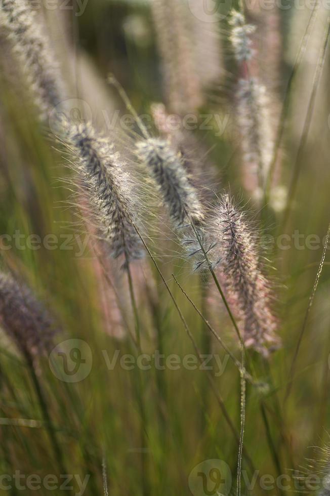 Fuente de hierba de plantas ornamentales en el jardín con fondo de enfoque suave foto