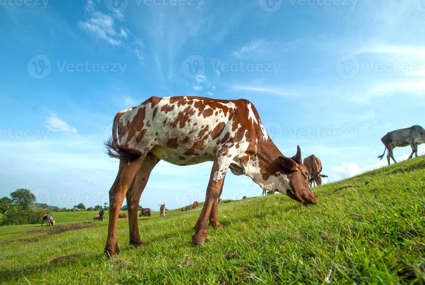 Cows grazing on lush grass field photo