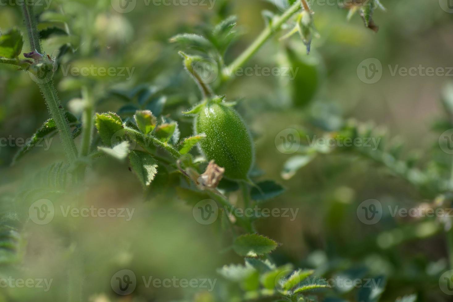 Chickpeas pod with green young plants in the farm field, Closeup. photo