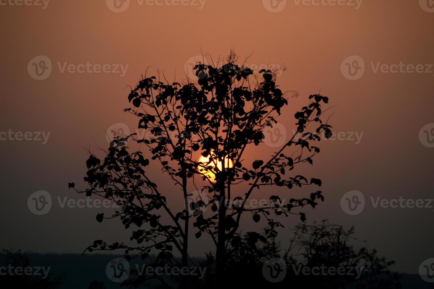 paisaje con silueta de árboles al atardecer. paisaje de luz de fondo, foto