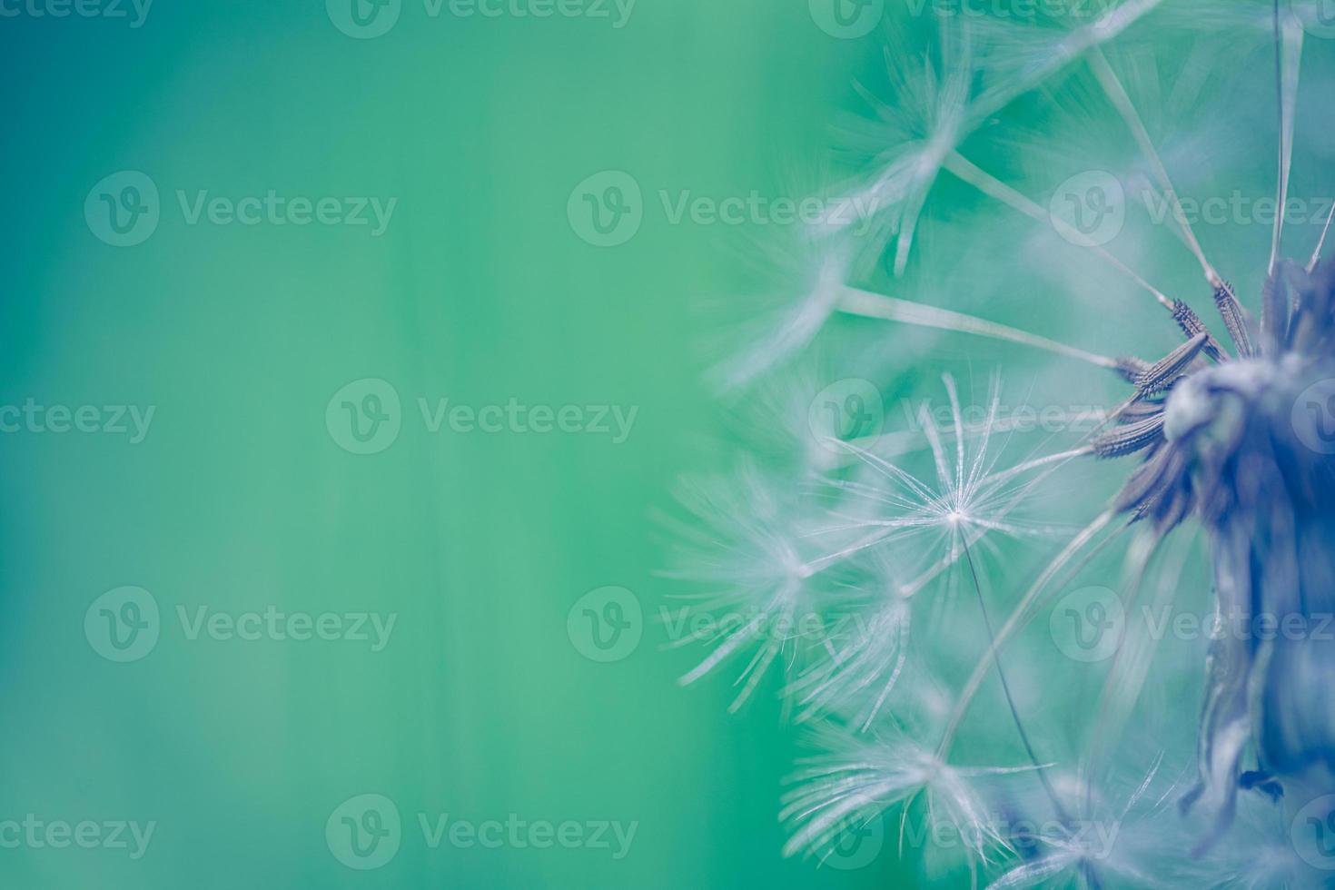 Closeup of dandelion on natural background. Bright, delicate nature details. Inspirational nature concept, soft blue and green blurred bokeh background photo