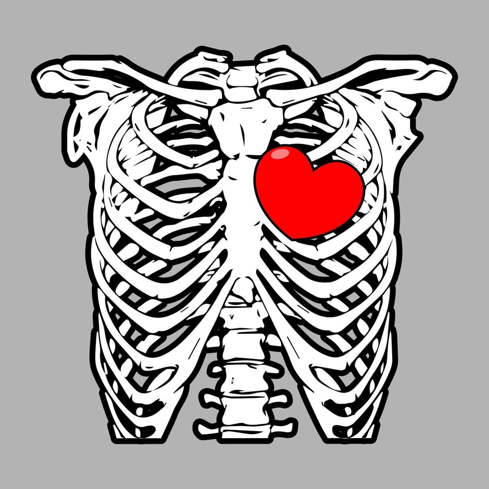 Thorax ribs, sternum, clavicle, scapula, vertebral column with love. Detailed medical illustration. Isolated on a silver background. vector