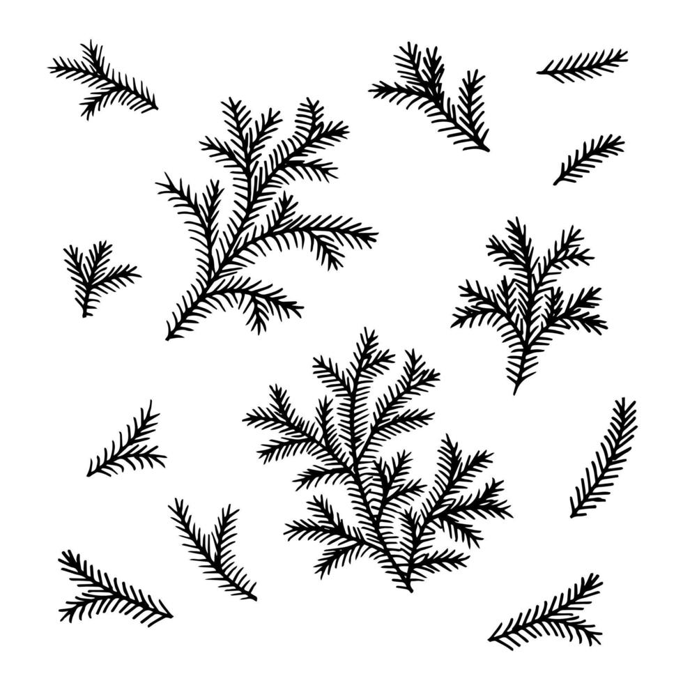 fir tree branch vector