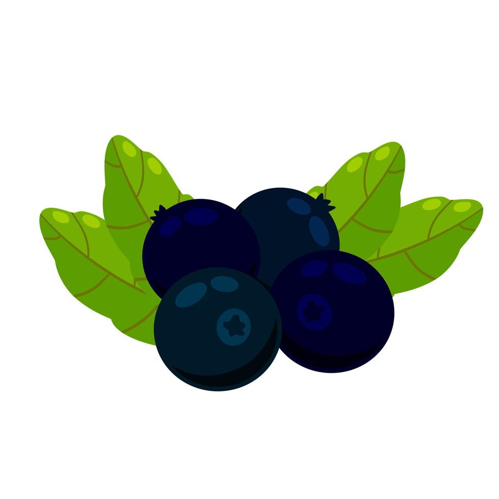 Blueberries. Black berry. Healthy food vector