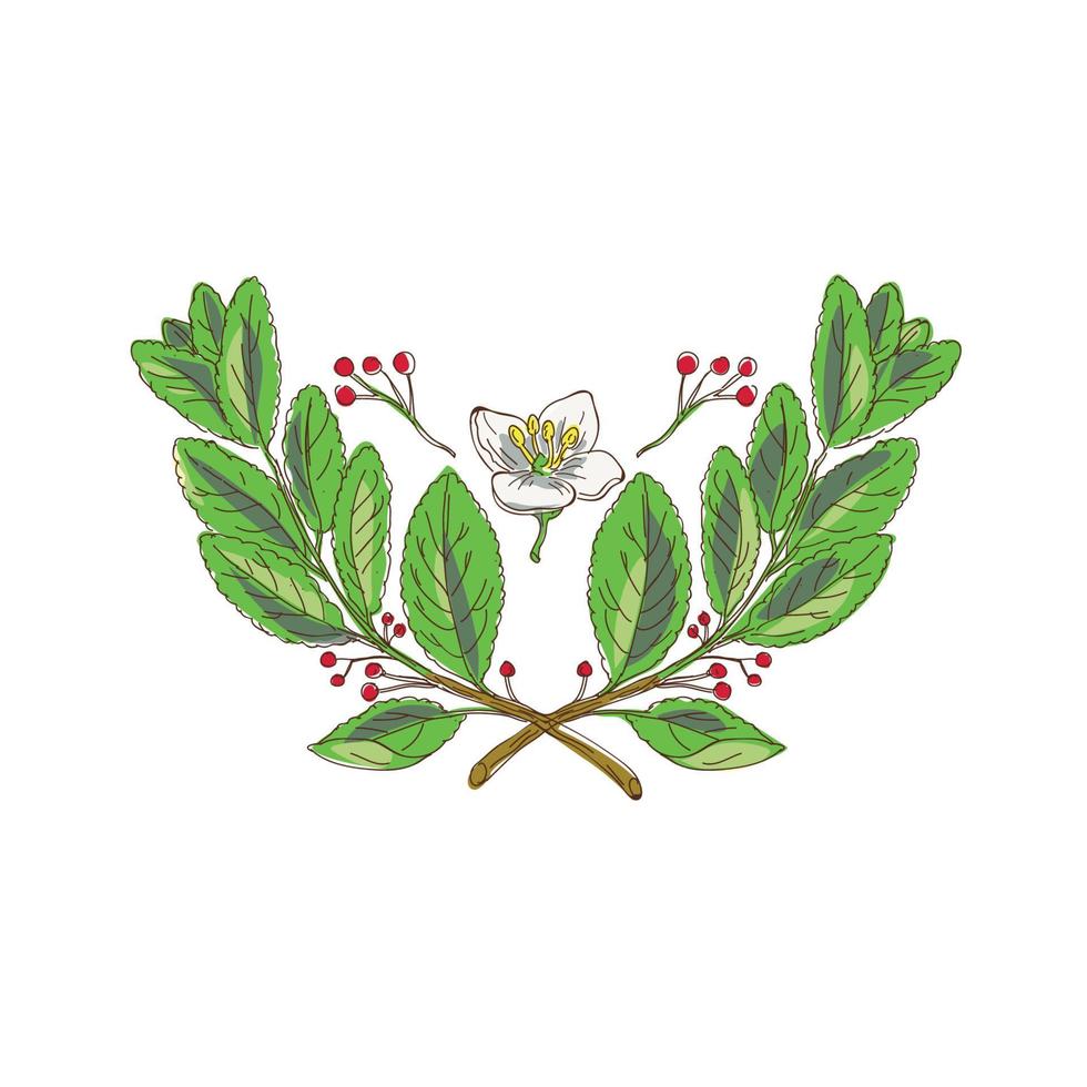 yerba mate plant and flower vector