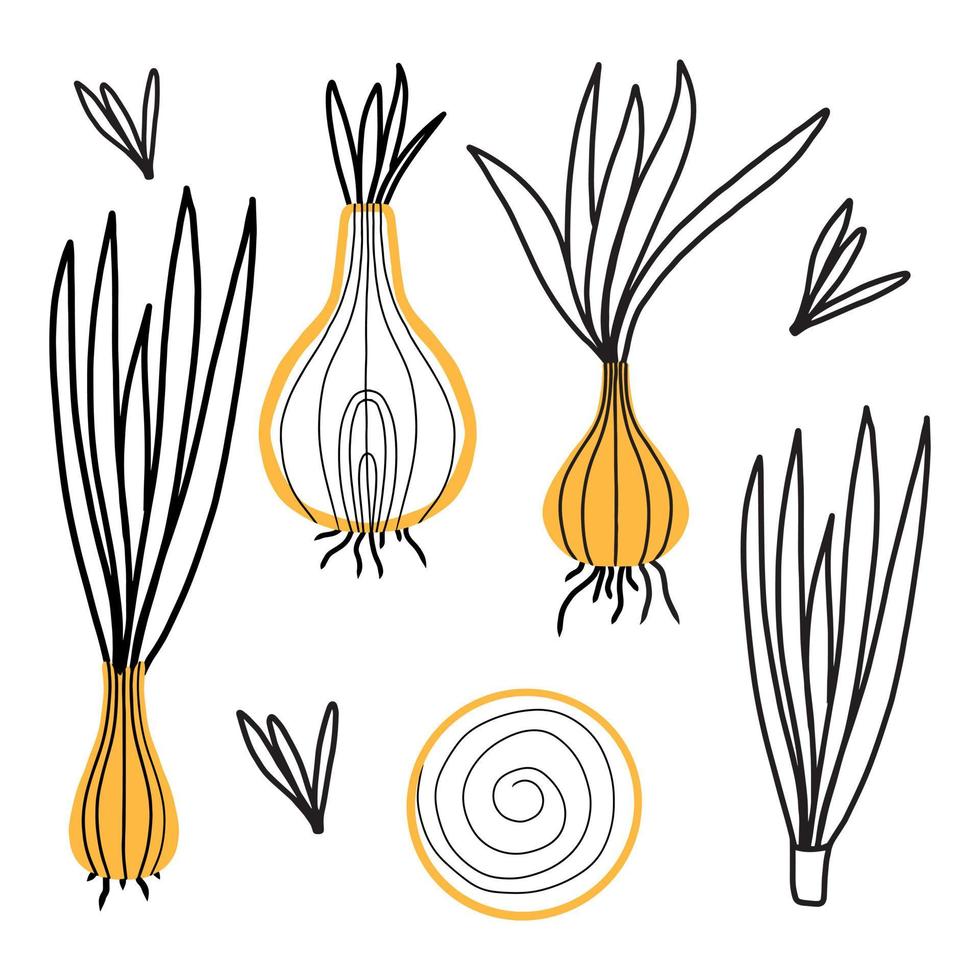 Set with onion. Vector set of onion in doodle style. Whole and cut onion.