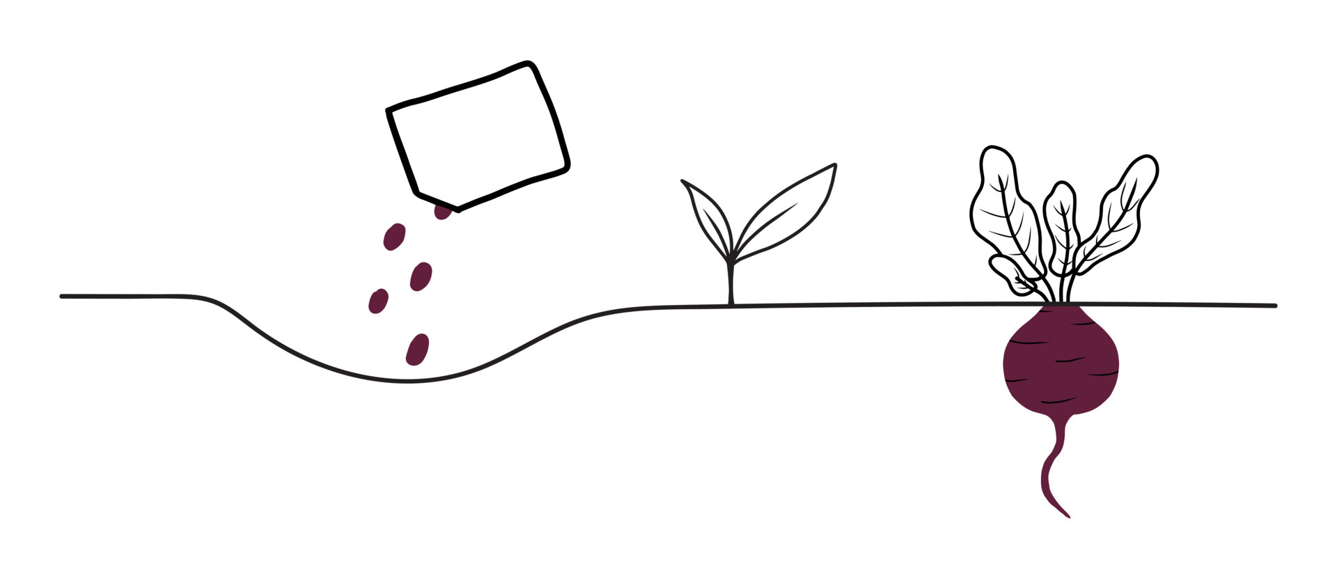 Beet growth stages. Life cycle of a beet plant. Instructions for