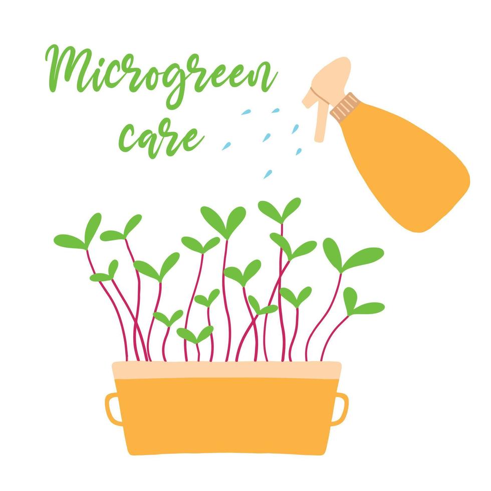 Pot of microgreens. Microgreen care. Microgreens peas, radish, onion, arugula. sunflower, beets and others. Plant care concept. Vector illustration in hand drawn style.