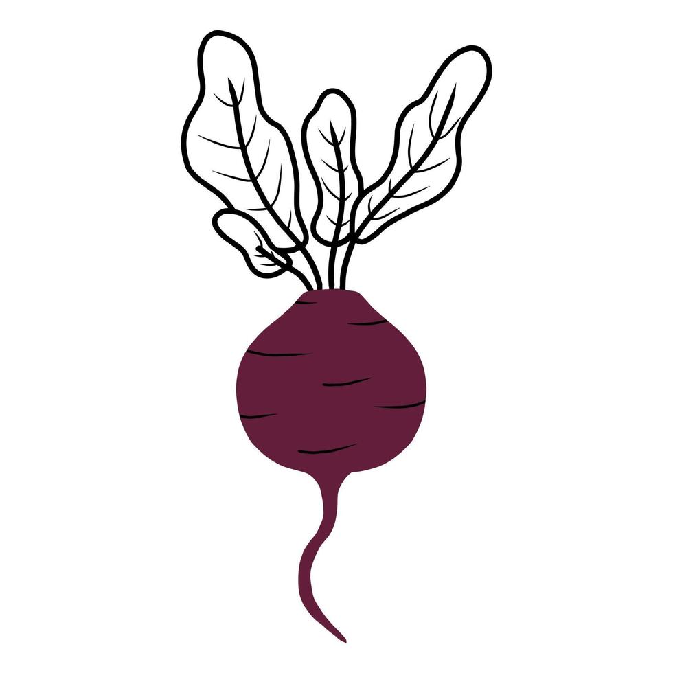 vector illustration sweet tasty purple red beet root