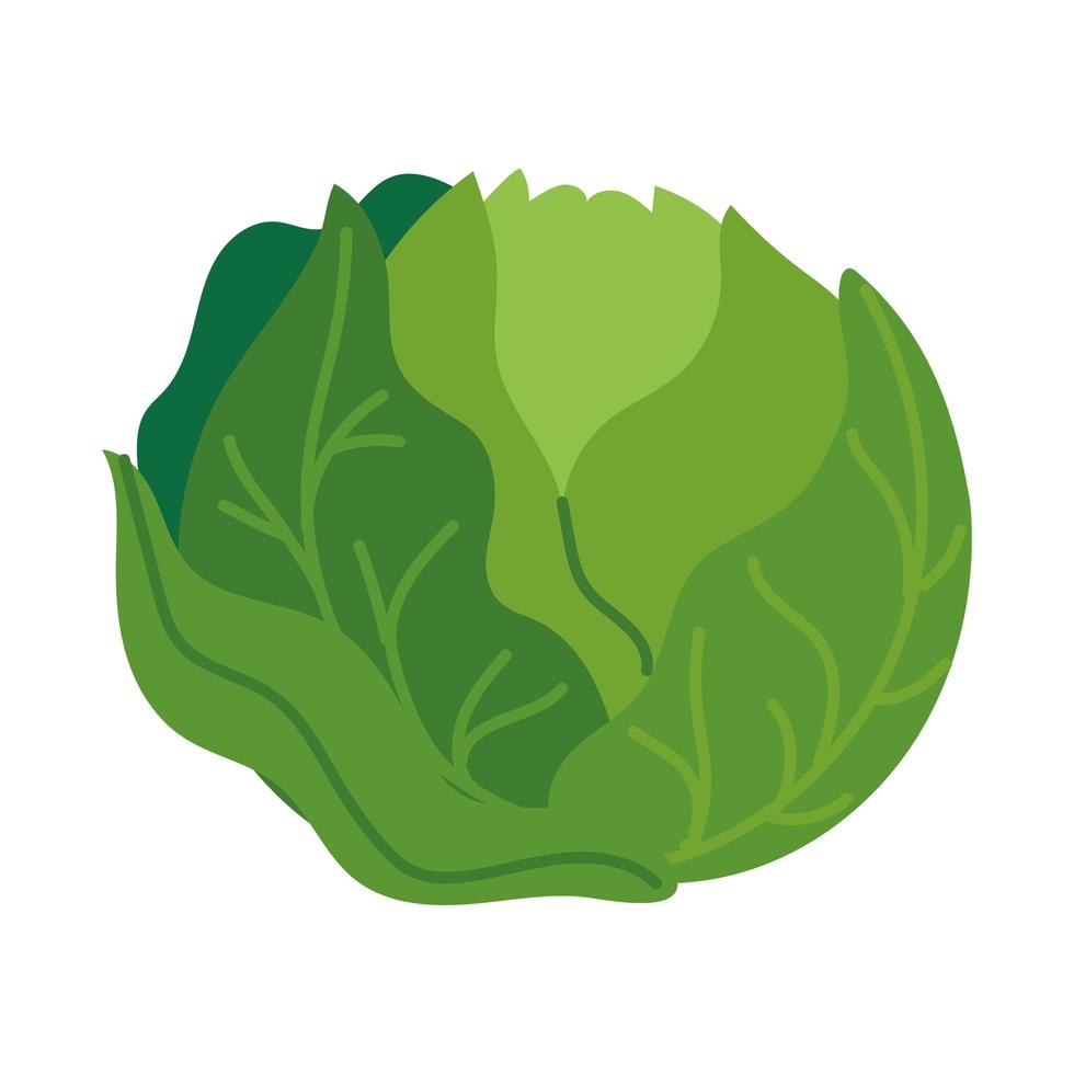 cabbage vegetable fresh vector