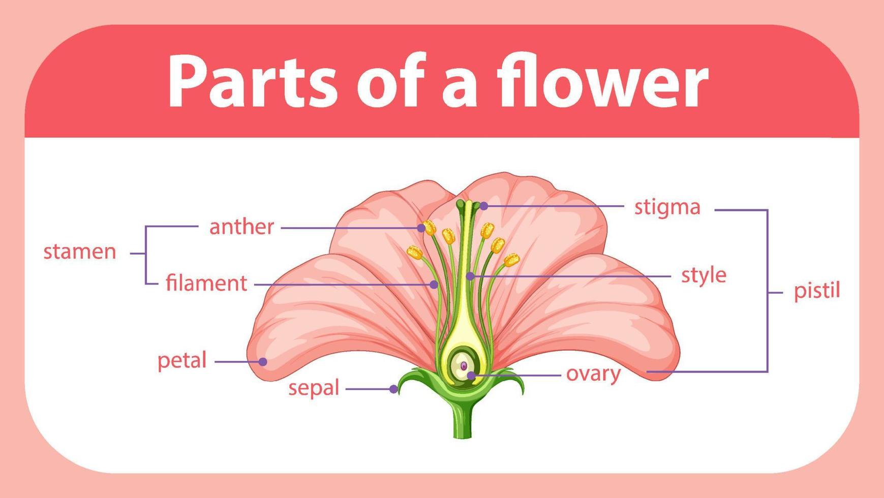 Diagram showing different parts of flower vector