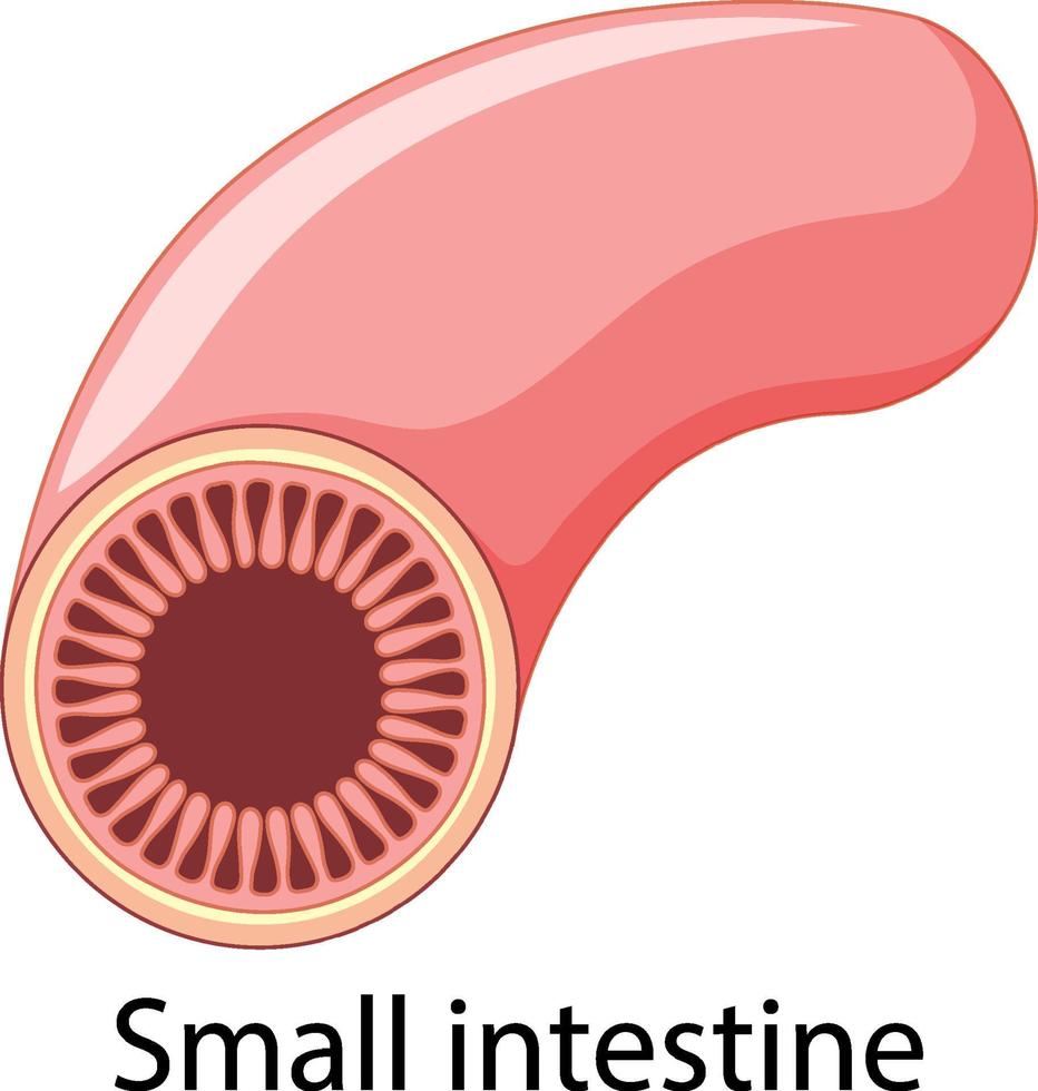 Small intestine in cartoon style vector