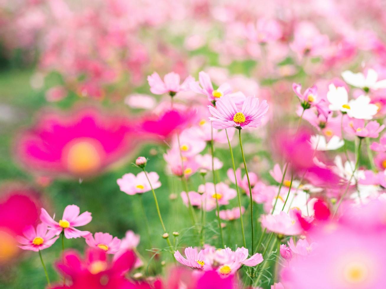 Pink cosmos flowers bloom in the garden photo