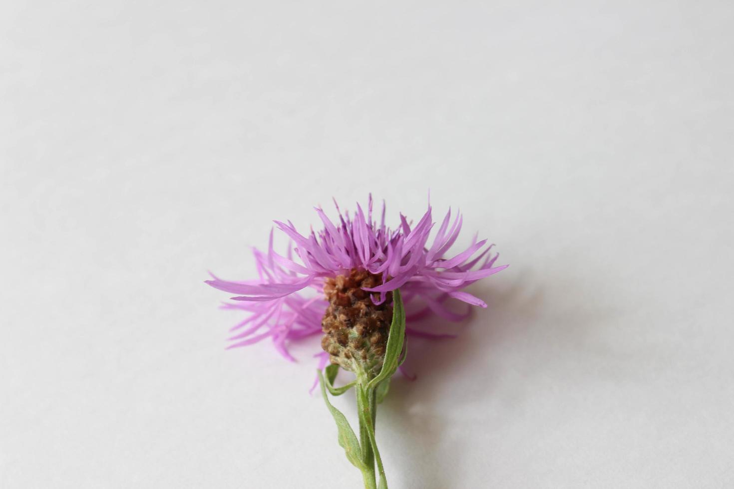 pink flower on a white background photo