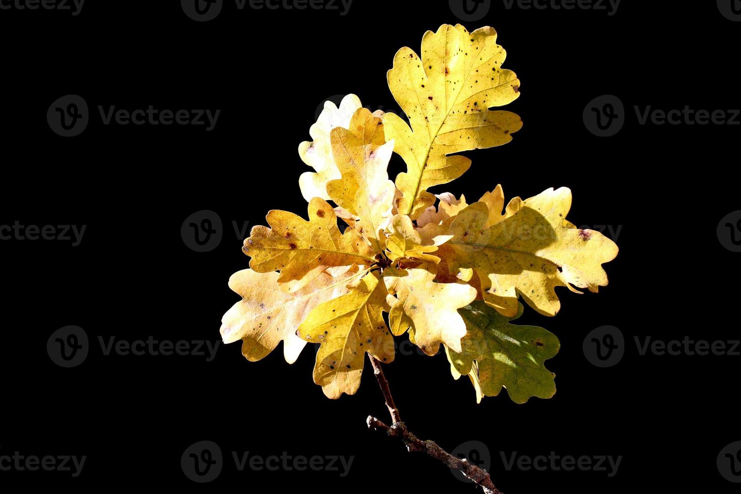 Beautiful autumn oak branch with sunlit leaves on a black background photo