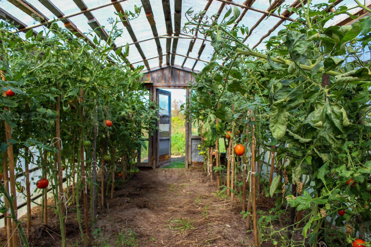 maduración de tomates rojos y verdes en un invernadero foto