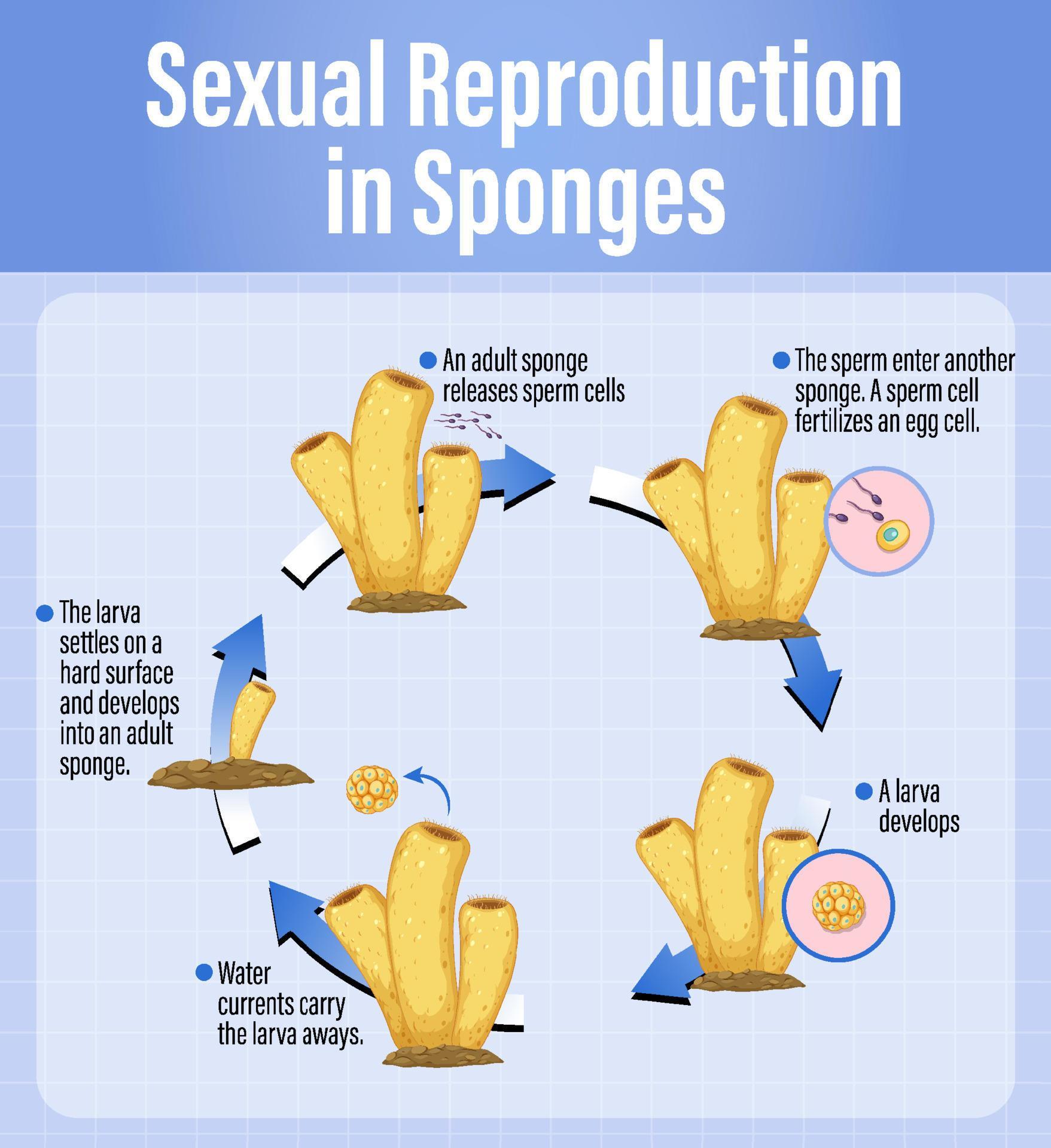Diagram showing reproduction in sponges 6212201 Vector Art at Vecteezy